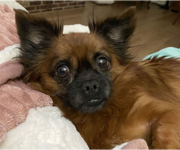 Medium Photo #2 ShiChi Puppy For Sale in Rustburg, VA, USA