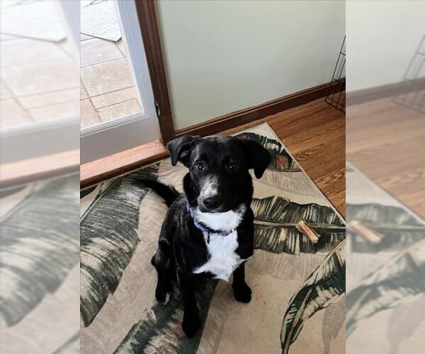 Medium Photo #1 Labrador Retriever Puppy For Sale in Derwood, MD, USA