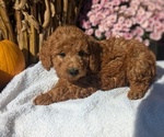 Puppy Lexo Poodle (Miniature)