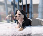 Small #8 English Bulldog