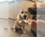 Small #4 Labrador Retriever Mix