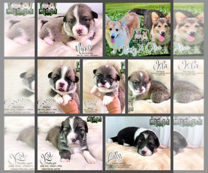 Pembroke Welsh Corgi Puppy for sale in TAYLORSVILLE, NC, USA