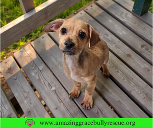 French Bull Weiner Dogs for adoption in Pensacola, FL, USA