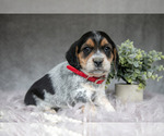 Puppy Morris Beagle