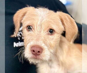 Mutt Dogs for adoption in Canton, CT, USA