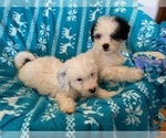 Small Photo #2 Miniature Bernedoodle Puppy For Sale in LEETONIA, OH, USA