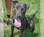 Small #3 American Staffordshire Terrier-Boxer Mix