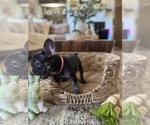 Small Photo #30 French Bulldog Puppy For Sale in BONNEAU, SC, USA