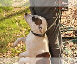 Small #2 American Bulldog Mix