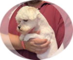 Small #1 Maltese