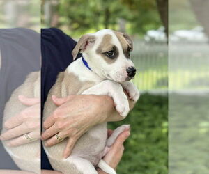 American Pit Bull Terrier-Unknown Mix Dogs for adoption in pomfret, CT, USA