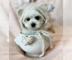 Small #9 Maltese