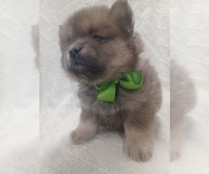 Chow Chow-Pomeranian Mix Puppy for sale in NILES, MI, USA