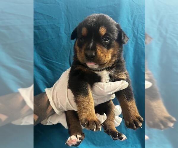 Medium Photo #1 Labrador Retriever-Unknown Mix Puppy For Sale in Riverside, CA, USA