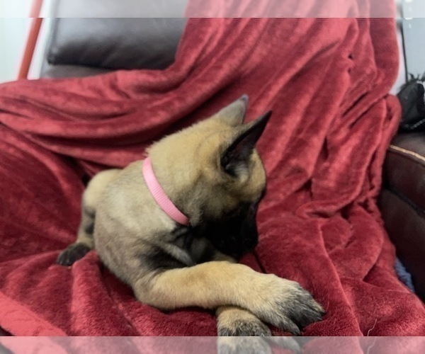 Medium Photo #75 Belgian Malinois Puppy For Sale in REESEVILLE, WI, USA
