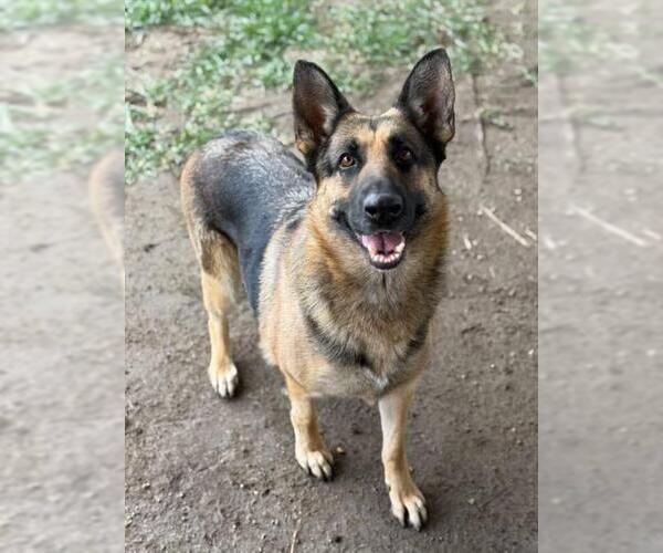 Medium Photo #2 German Shepherd Dog Puppy For Sale in Riverside, CA, USA