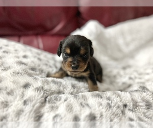 Dachshund Puppy for sale in NEOSHO, MO, USA