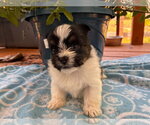 Small #1 Mutt