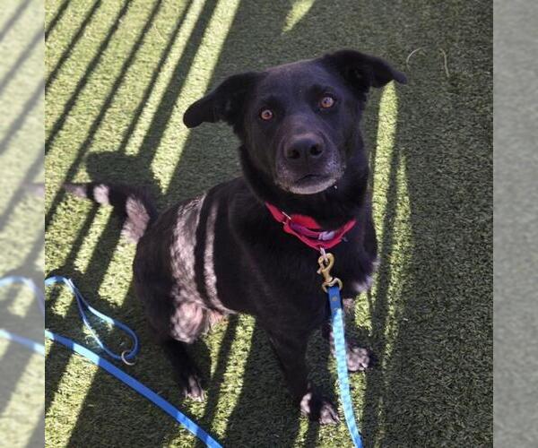 Medium Photo #1 Labrador Retriever-Unknown Mix Puppy For Sale in Las Vegas, NV, USA