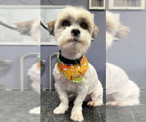 Mal-Shi Dogs for adoption in Grafton, WI, USA