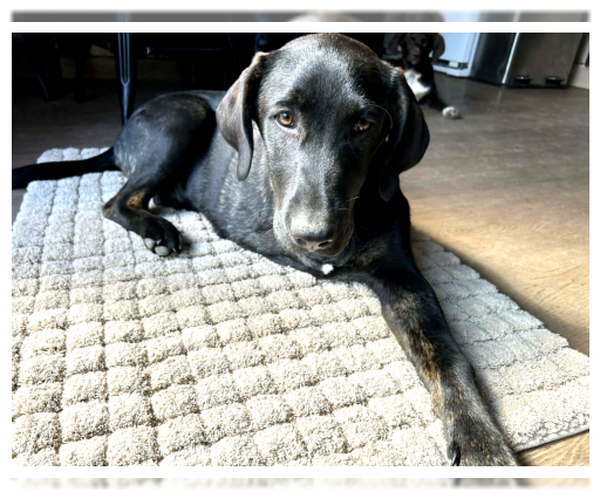 Medium Photo #1 Labrador Retriever-Unknown Mix Puppy For Sale in Clovis, CA, USA