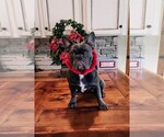 Small Photo #3 French Bulldog Puppy For Sale in MANSFIELD, TX, USA