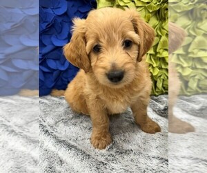 Double Doodle Puppy for sale in LAGRANGE, GA, USA