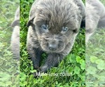 Puppy Brody Newfoundland