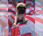 Puppy 2 French Bulldog