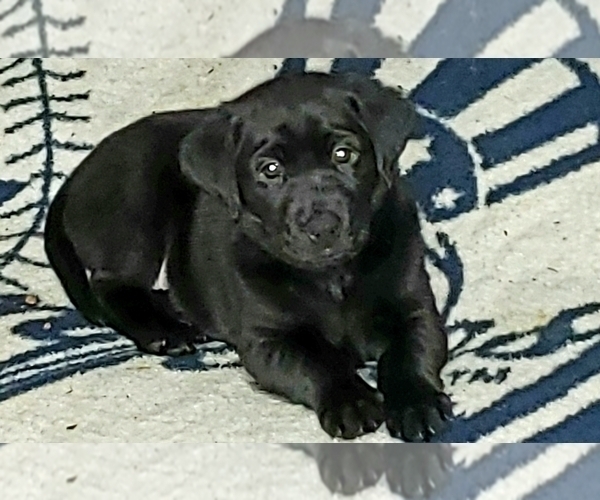 Medium Photo #16 Labrador Retriever Puppy For Sale in WOODLAND, WA, USA