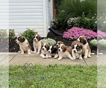 Small #1 Saint Bernard