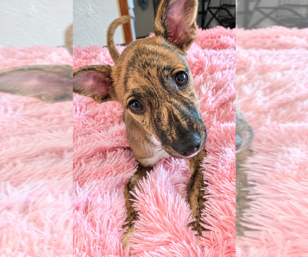 Medium Photo #3 Mutt Puppy For Sale in St. Augustine, FL, USA