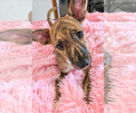 Small Photo #3 Mutt Puppy For Sale in St. Augustine, FL, USA