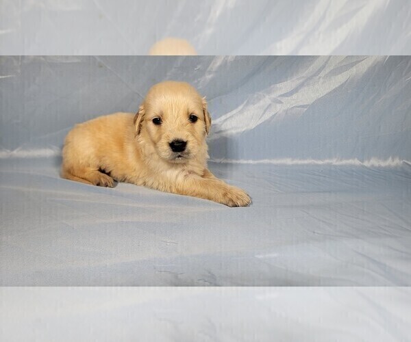 Medium Photo #9 Golden Retriever Puppy For Sale in FALCON, CO, USA