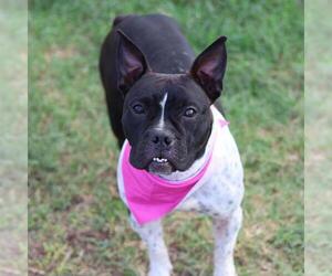 American Staffordshire Terrier-Unknown Mix Dogs for adoption in San Antonio, TX, USA