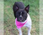 Small American Staffordshire Terrier Mix