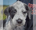 Small #6 Mutt