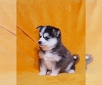 Small Photo #21 Pomsky Puppy For Sale in RAMONA, CA, USA