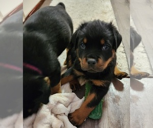 Rottweiler Puppy for sale in CUYAHOGA FLS, OH, USA