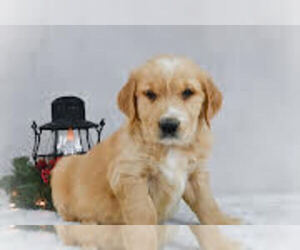 Golden Retriever Puppy for sale in APPLE CREEK, OH, USA