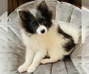 Pomeranian Puppy for sale in SUNNY ISL BCH, FL, USA