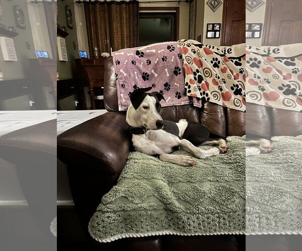 Medium Photo #6 American Foxhound-Unknown Mix Puppy For Sale in Virginia Beach, VA, USA