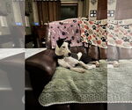 Small #5 American Foxhound Mix