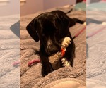 Small #3 Mutt