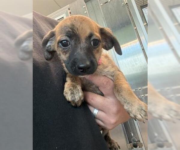 Medium Photo #1 Chihuahua Puppy For Sale in San Martin, CA, USA