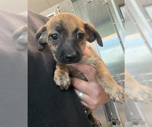 Chihuahua Dogs for adoption in San Martin, CA, USA