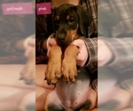 Small Photo #9 Doberman Pinscher Puppy For Sale in SPRINGFIELD, IL, USA