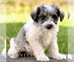 Small #2 Schnauzer (Miniature)