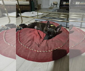 Penny aka Precious - Female Chihuahua-Labrador Retriever Mix Dog for Adoption - Photo #3