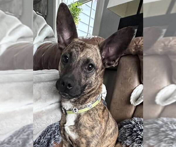 Medium Photo #1 Mutt Puppy For Sale in Plainfield, IL, USA